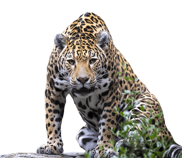 Panthera onca - Jaguar
