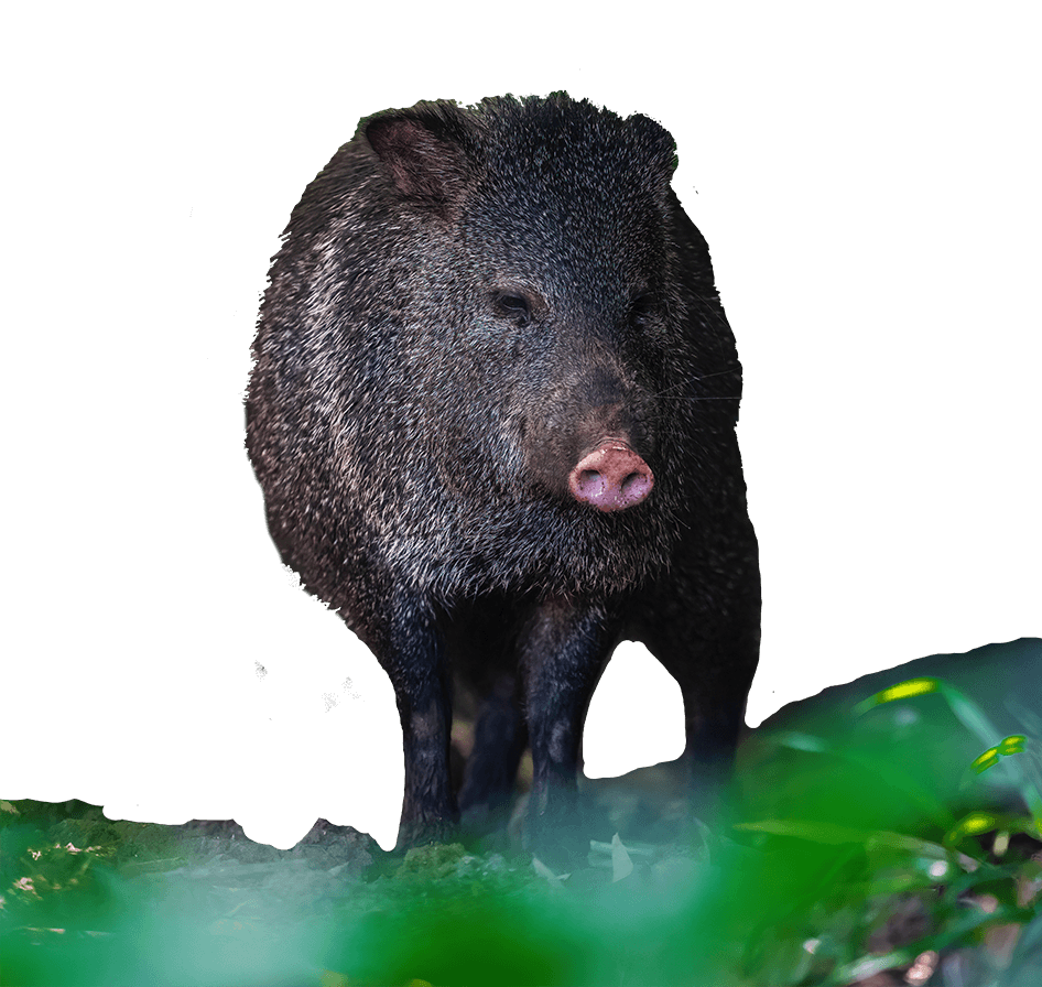 Tayassu pecari - Pecarí Labiado