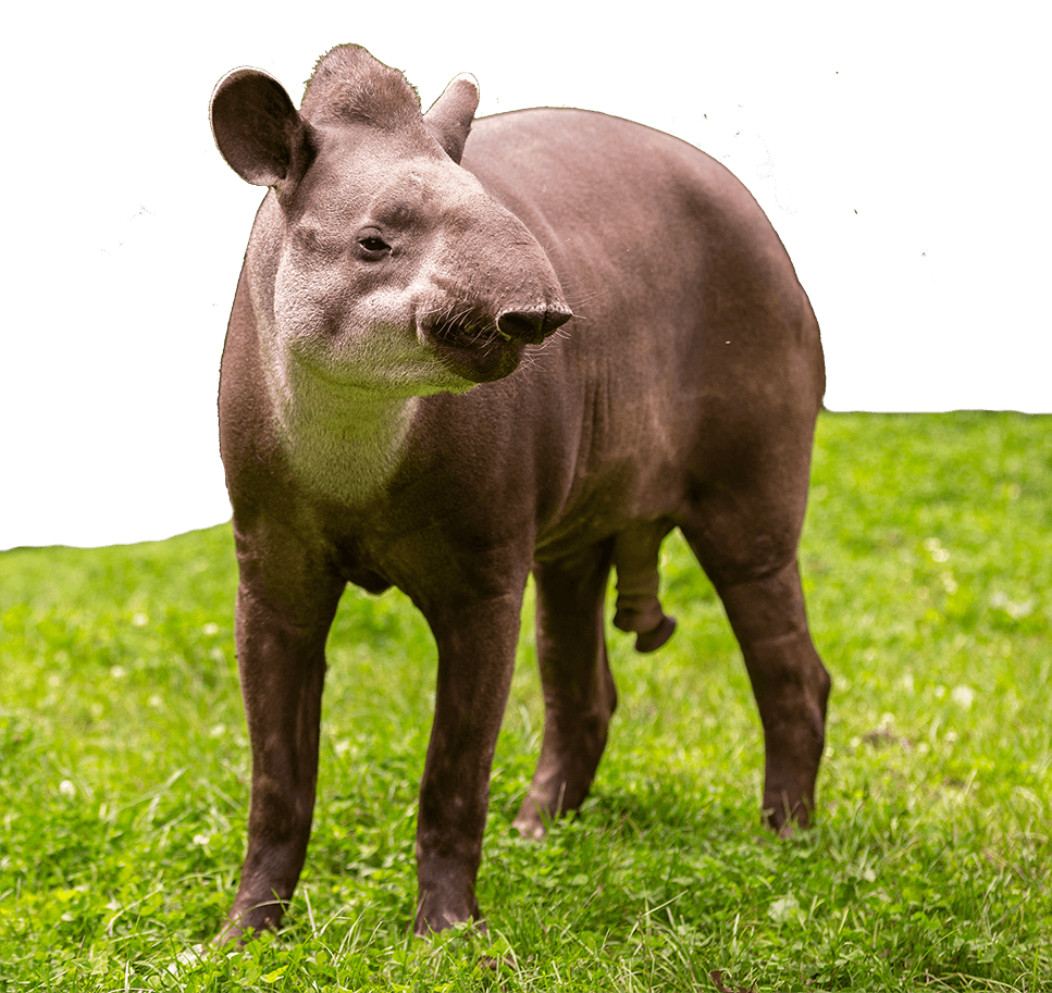 Tapirus terrestris - Tapir Brasileño